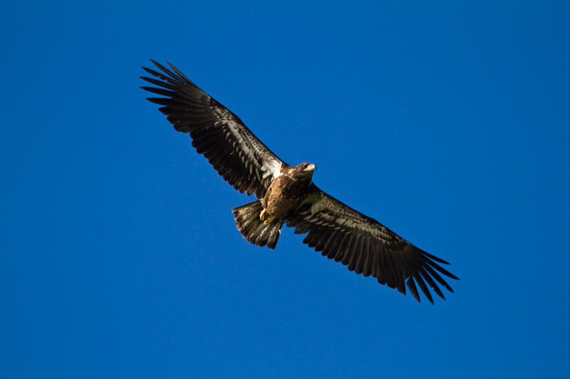 Bald Eagle In Flight